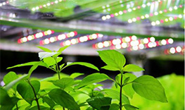 Plant Growth Light